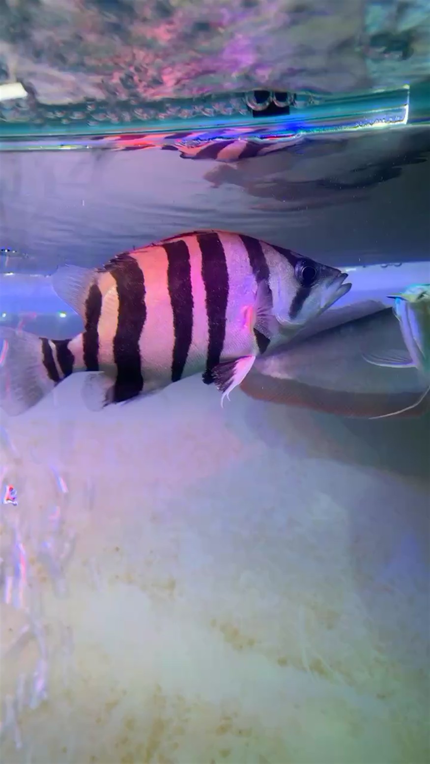 虎魚要掛了