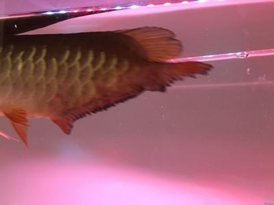 龍魚爛尾治療 龍魚百科 第1張 龍魚爛尾治療 龍魚爛尾治療 龍魚百科 第1張
