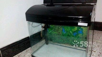 成品魚缸進行切割