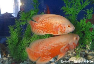 紅龍魚大概多少錢一條啊視頻講解圖片(紅龍魚大概多少錢一條啊視頻講解圖片大全) 紅龍魚百科 第2張 紅龍魚大概多少錢一條啊視頻講解圖片(紅龍魚大概多少錢一條啊視頻講解圖片大全) 紅龍魚大概多少錢一條啊視頻講解圖片(紅龍魚大概多少錢一條啊視頻講解圖片大全) 紅龍魚百科 第2張