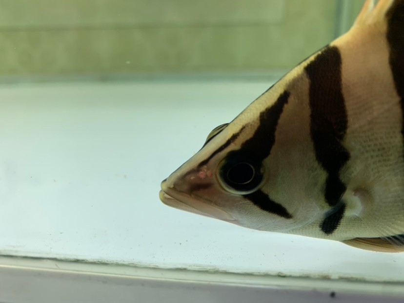 頭洞病虎魚和金龍都有了