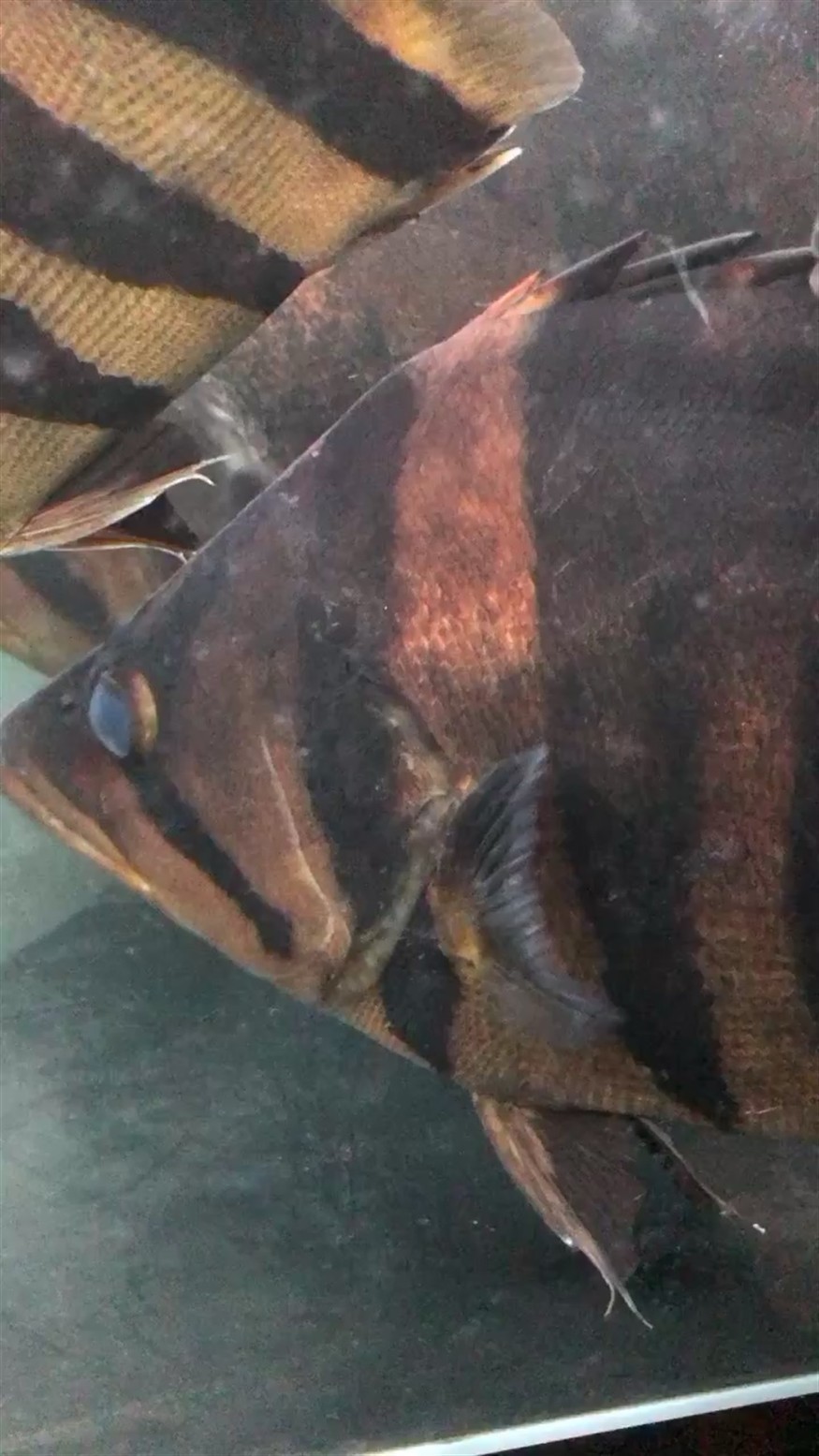 這虎魚怎么了求大神支支招