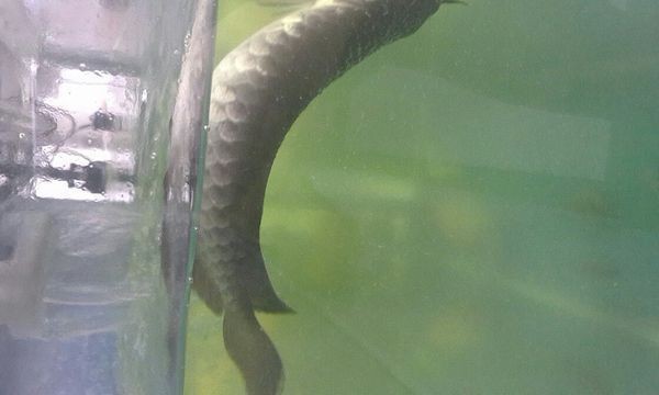 金龍魚水溫過低會出現什么情況
