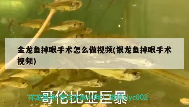 金龍魚掉眼手術怎么做視頻(銀龍魚掉眼手術視頻) 金龍魚掉眼手術怎么做視頻(銀龍魚掉眼手術視頻) 銀龍魚百科