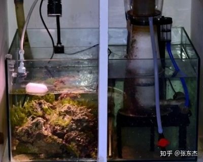 柏林魚缸爆炸視頻：柏林魚缸爆炸事件后續處理