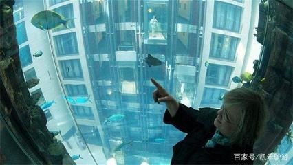 柏林魚缸爆炸視頻：柏林魚缸爆炸事件后續處理