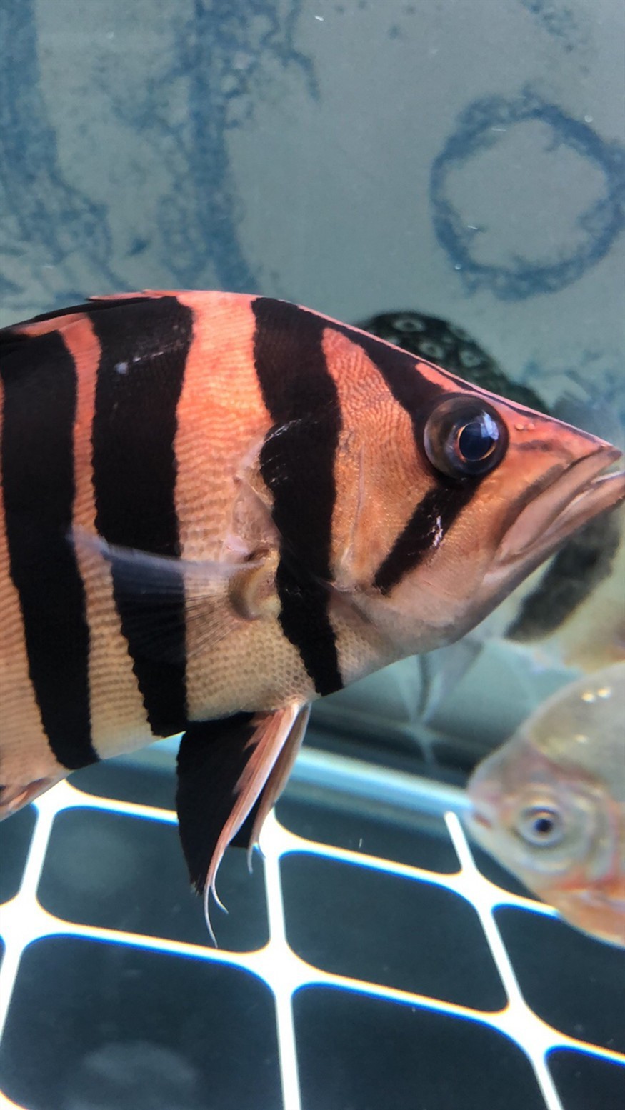 大神們幫忙看看虎魚(yú)眼睛被咬了