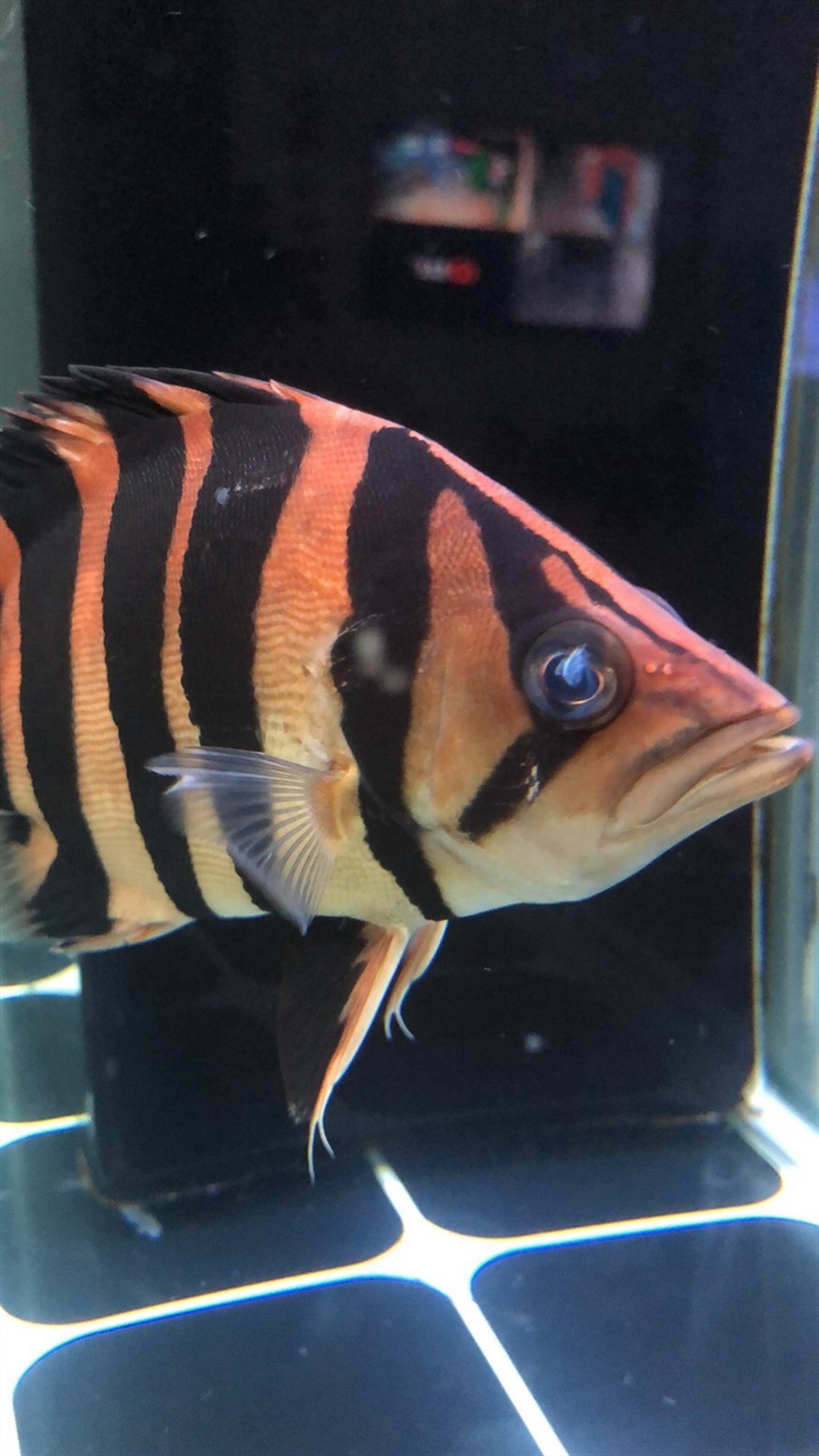 大神們幫忙看看虎魚(yú)眼睛被咬了