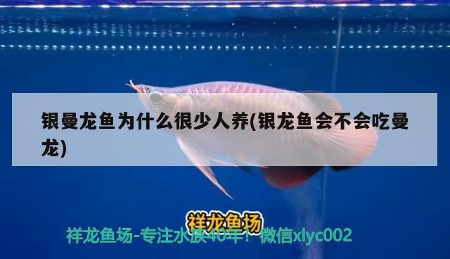 銀曼龍魚為什么很少人養(yǎng)(銀龍魚會不會吃曼龍)