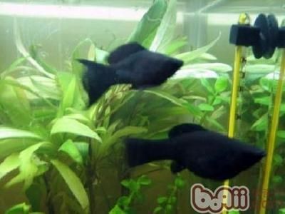 黑瑪麗魚的飼養指南將非常有用，黑瑪麗魚的飼養指南：如何在黑色的魚缸中養魚