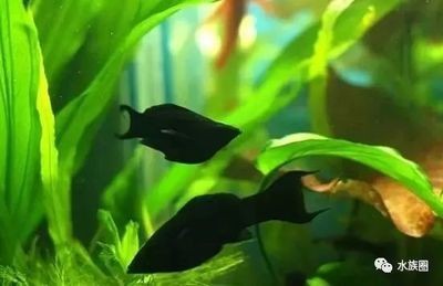 黑瑪麗魚的飼養指南將非常有用，黑瑪麗魚的飼養指南：如何在黑色的魚缸中養魚