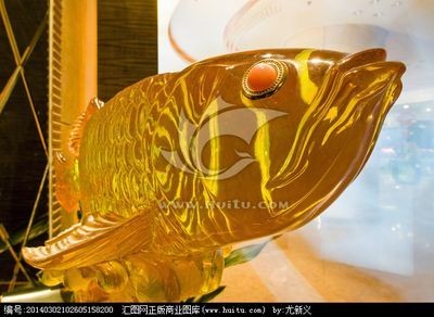金龍魚怎么樣才爬背上色快