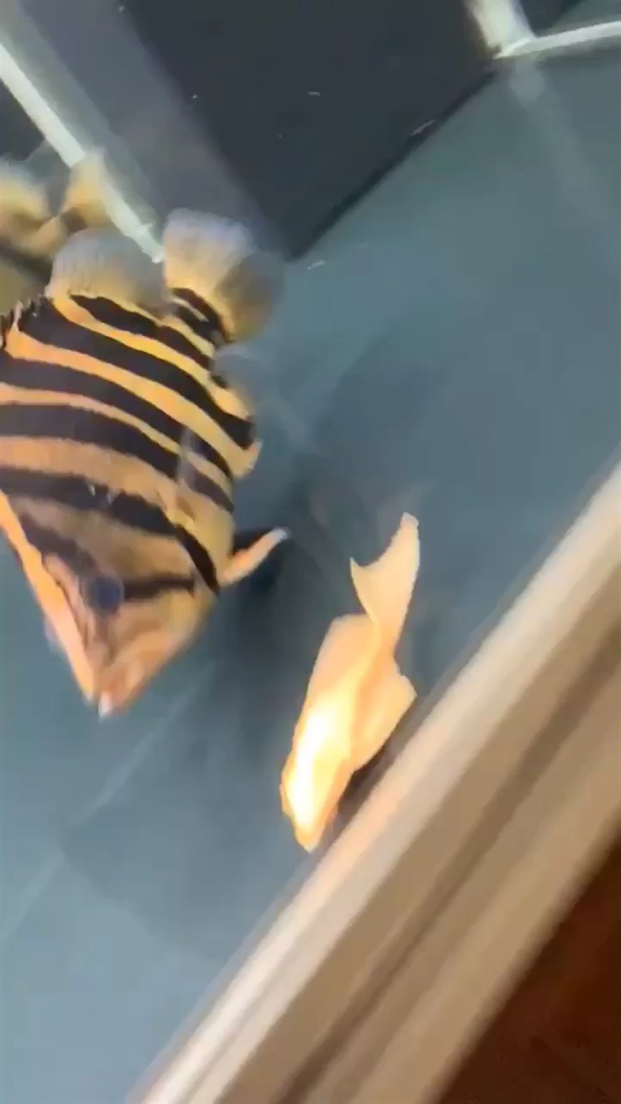 虎魚病理診斷