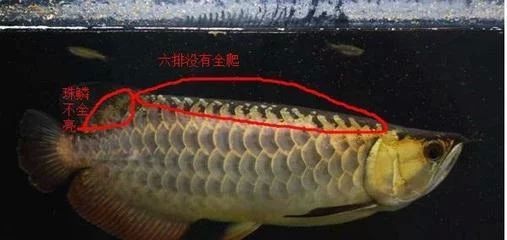 龍魚掉了一片鱗要升溫加鹽嗎為什么 龍魚百科 第2張 龍魚掉了一片鱗要升溫加鹽嗎為什么 龍魚掉了一片鱗要升溫加鹽嗎為什么 龍魚百科 第2張