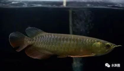 龍魚掉了一片鱗要升溫加鹽嗎為什么 龍魚掉了一片鱗要升溫加鹽嗎為什么 龍魚百科 第3張