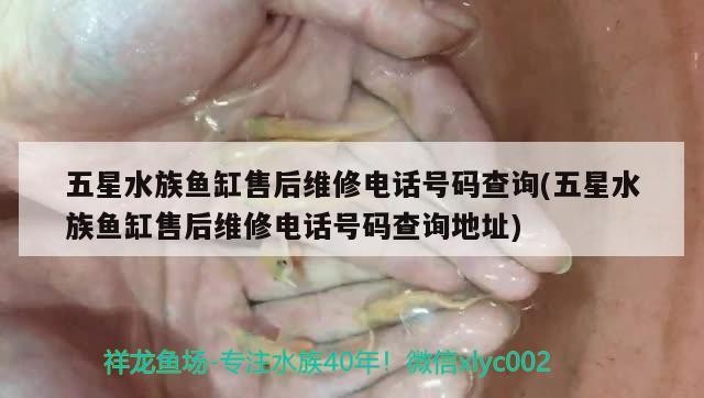 北京周六準備去魚市逛逛買虎魚