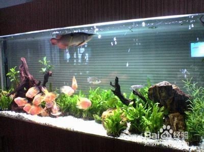 紅帝王雷龍魚(yú)百科視頻(紅星雷龍魚(yú)) 紅帝王雷龍魚(yú)百科視頻(紅星雷龍魚(yú)) 紅龍魚(yú)百科