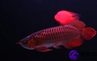 紅龍魚有多少種類的 紅龍魚有多少種類的 龍魚百科 第3張