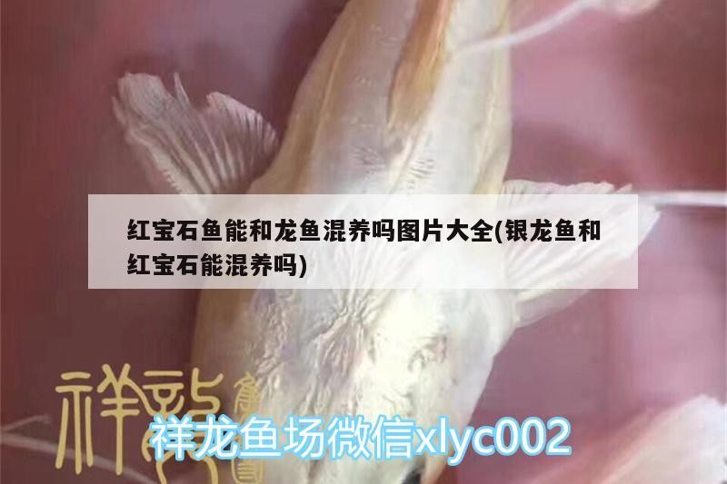 紅寶石魚能和龍魚混養嗎圖片大全(銀龍魚和紅寶石能混養嗎) 紅寶石魚能和龍魚混養嗎圖片大全(銀龍魚和紅寶石能混養嗎) 銀龍魚百科 第2張