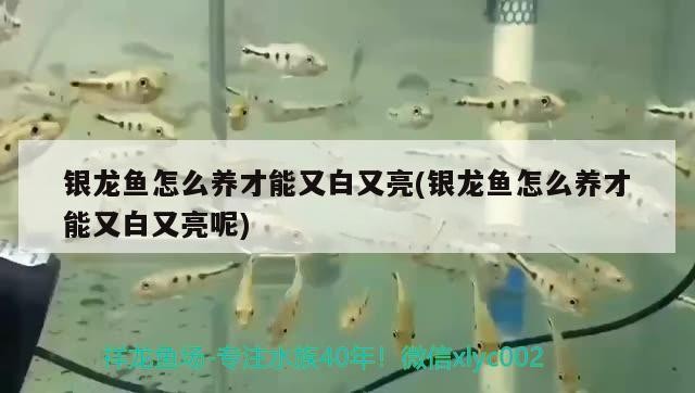 銀龍魚怎么養才能又白又亮(銀龍魚怎么養才能又白又亮呢)