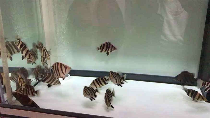 分享下養了一年半的虎魚
