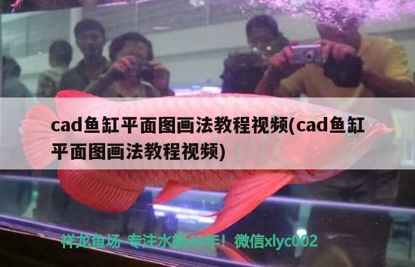 虎魚吃什么，虎魚飼養注意事項，泰國虎魚吃什么食物和淡水蝦虎魚吃什么