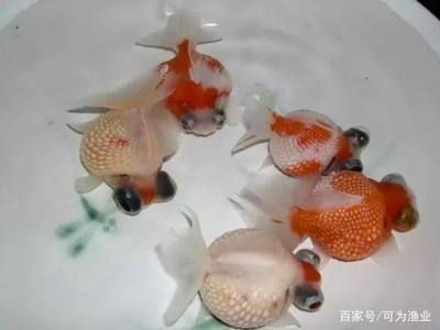 大魚缸怎么換水：大魚缸換水步驟和注意事項(xiàng)