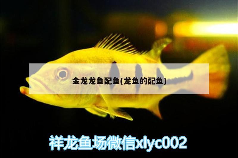 金龍龍魚配魚(龍魚的配魚)