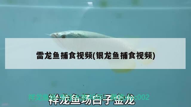 小型魚 雷龍魚捕食視頻(銀龍魚捕食視頻) 銀龍魚百科 雷龍魚捕食視頻(銀龍魚捕食視頻) 雷龍魚捕食視頻(銀龍魚捕食視頻) 銀龍魚百科