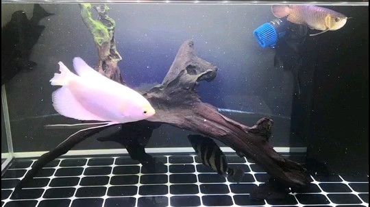 龍魚回家一個月被虎魚打掉四片鱗