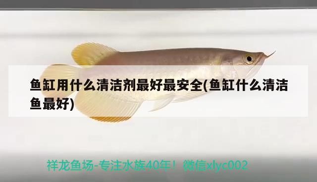 魚缸用什么清潔劑最好最安全(魚缸什么清潔魚最好)