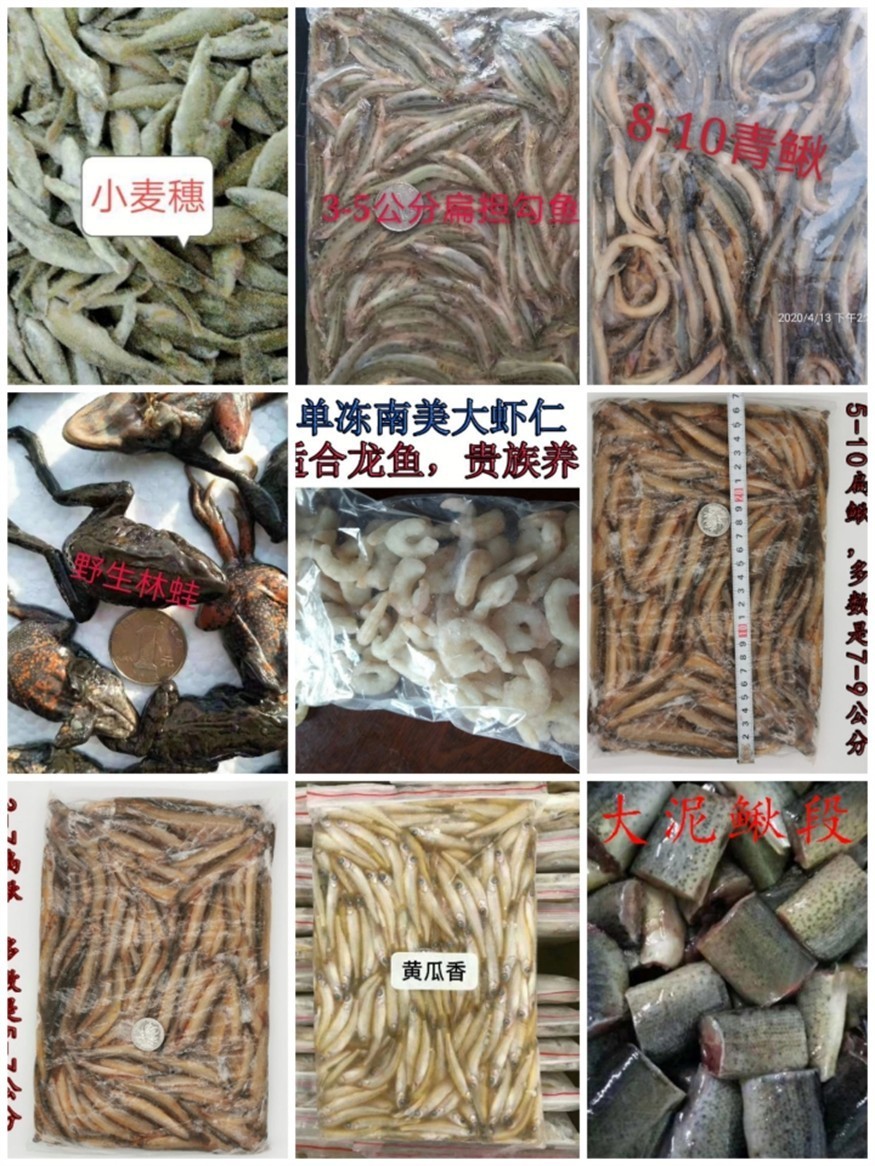 龍魚紅魚虎魚專供的大型魚糧
