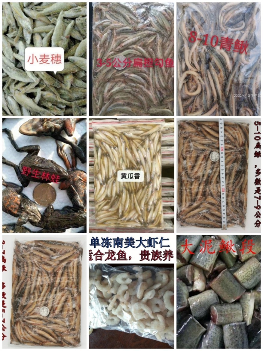 龍魚紅魚虎魚專供的大型魚糧
