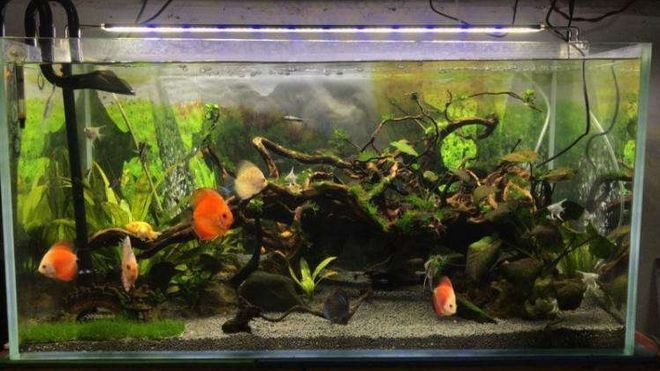 打膠魚缸可以用多久：打膠魚缸的使用壽命受多種因素影響魚缸使用壽命受多種因素影響 打膠魚缸可以用多久：打膠魚缸的使用壽命受多種因素影響魚缸使用壽命受多種因素影響 魚缸百科 第3張