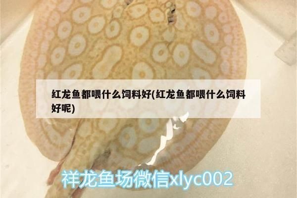 可麗愛魚缸能用幾年：可麗愛魚缸使用壽命受多因素如材料質量、水質管理、維護頻率等影響