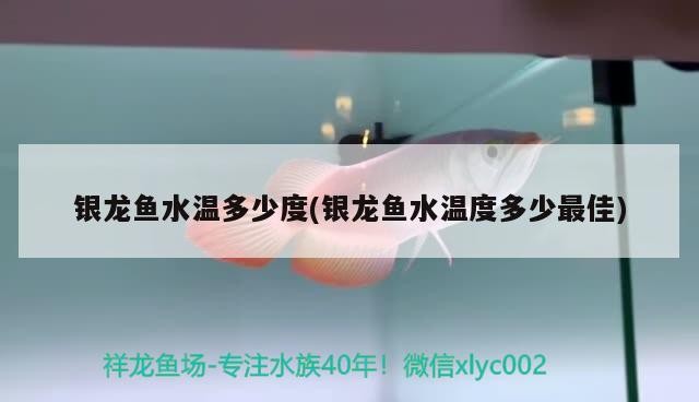 銀龍魚水溫多少度(銀龍魚水溫度多少最佳) 銀龍魚水溫多少度(銀龍魚水溫度多少最佳) 銀龍魚百科