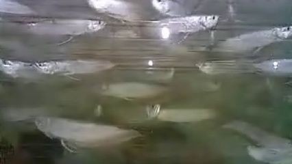 新手養(yǎng)銀龍魚教學