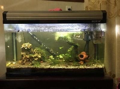 布景的魚缸怎么清理水垢呢：如何清理魚缸水垢