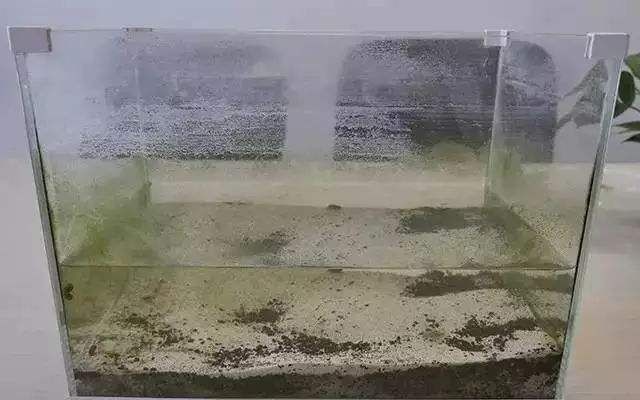 布景的魚缸怎么清理水垢呢：如何清理魚缸水垢