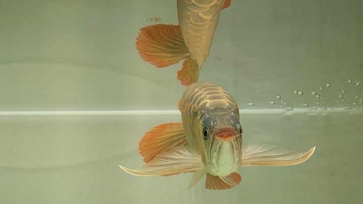 富源縣古敢水族鄉云貴小買部(云南唯一的水族鄉是富源縣的古敢鄉) 全國水族館企業名錄 第1張 富源縣古敢水族鄉云貴小買部(云南唯一的水族鄉是富源縣的古敢鄉) 富源縣古敢水族鄉云貴小買部(云南唯一的水族鄉是富源縣的古敢鄉) 全國水族館企業名錄 第1張