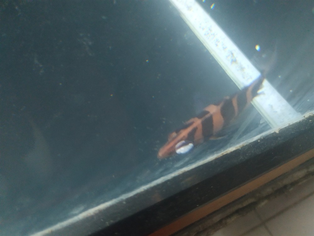 虎魚眼睛