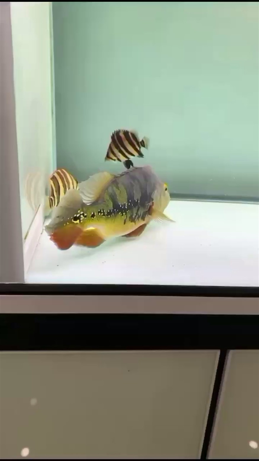 虎魚魅力