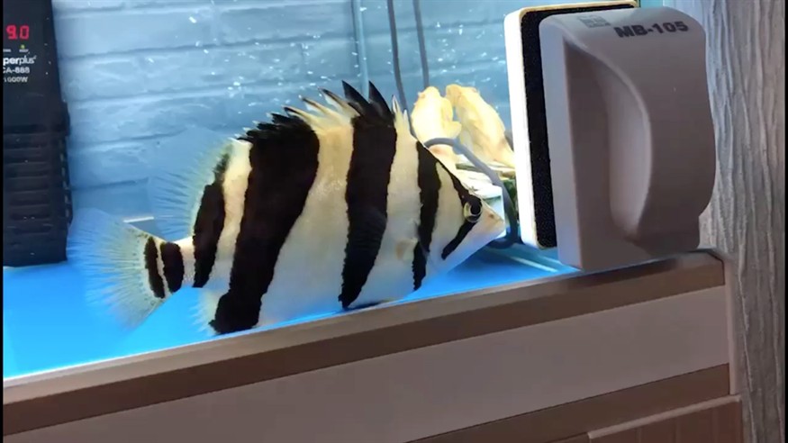 懂虎魚的前輩進來看看