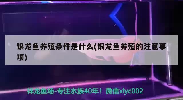 銀龍魚養殖條件是什么(銀龍魚養殖的注意事項) 銀龍魚養殖條件是什么(銀龍魚養殖的注意事項) 銀龍魚百科