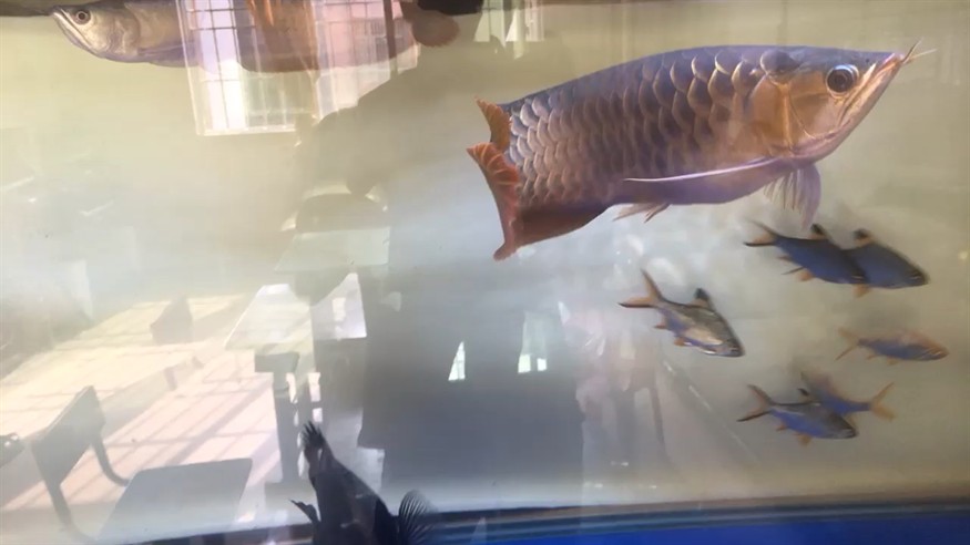 我懷疑我養的不是虎魚