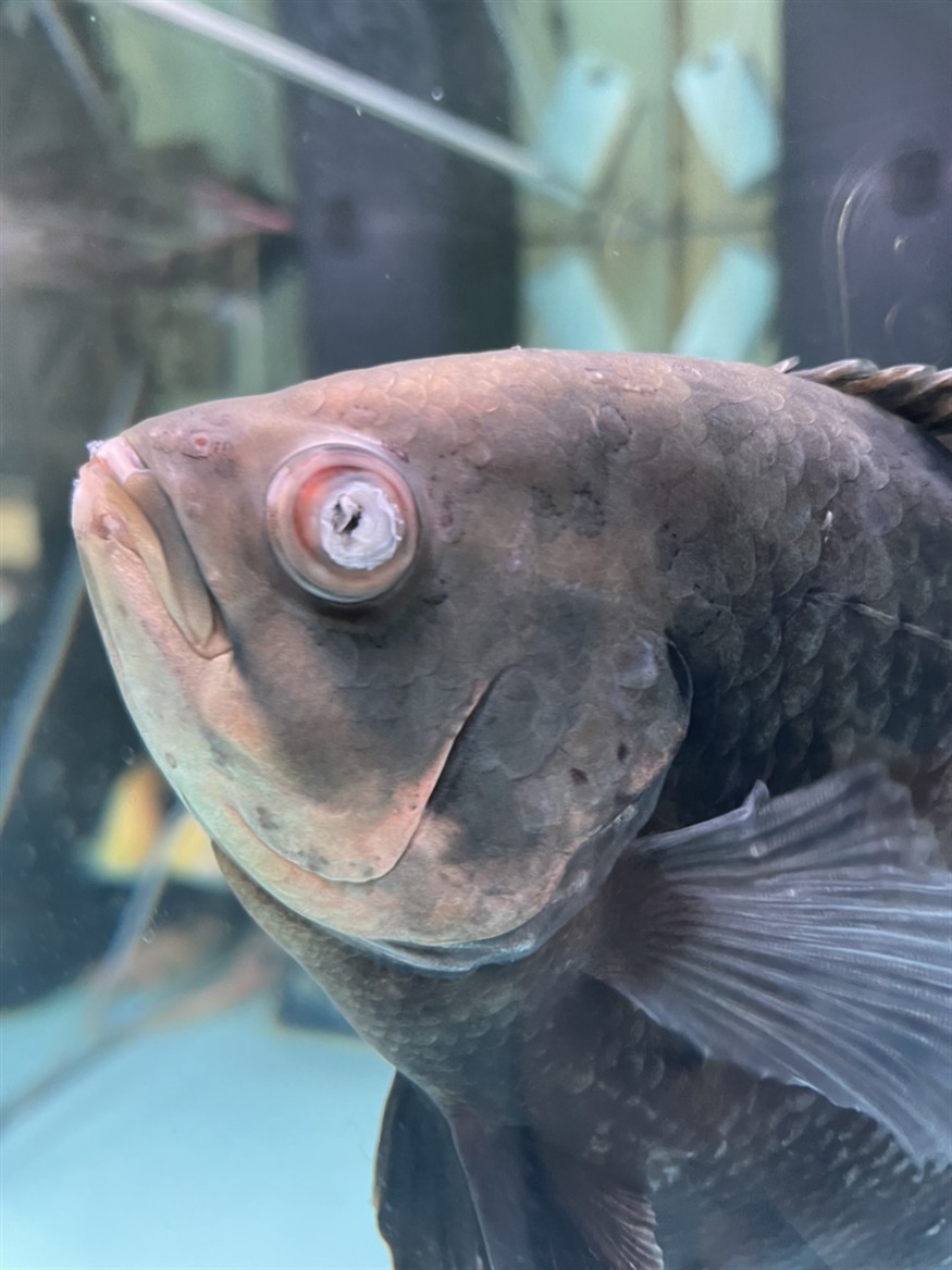 被虎魚咬蒙眼