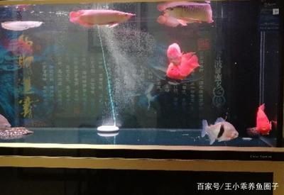 2條紅龍魚如何混養