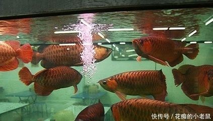 2條紅龍魚如何混養