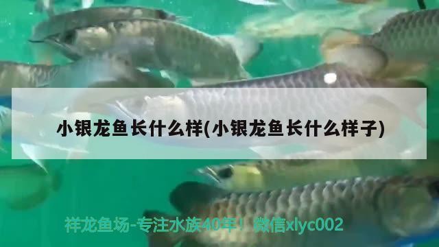 小銀龍魚長什么樣(小銀龍魚長什么樣子)