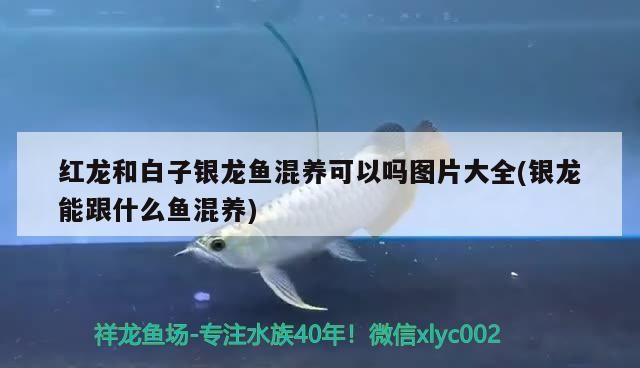 紅龍和白子銀龍魚混養可以嗎圖片大全(銀龍能跟什么魚混養)
